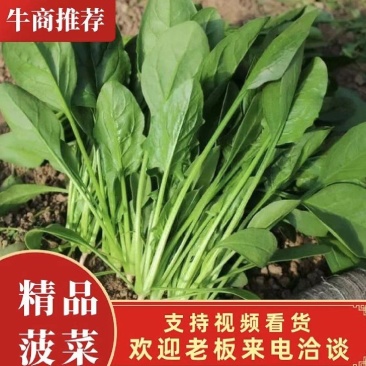 菠菜山东菠菜全国发货基地直供量大从优