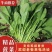 菠菜山东菠菜全国发货基地直供量大从优