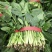 菠菜山东菠菜全国发货基地直供量大从优