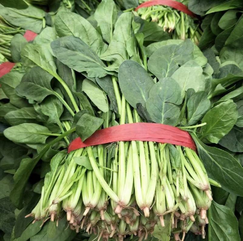 菠菜山东菠菜全国发货基地直供量大从优