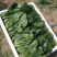 菠菜山东菠菜全国发货基地直供量大从优