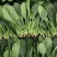菠菜山东菠菜全国发货基地直供量大从优