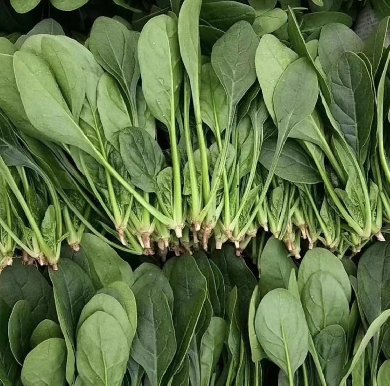 菠菜山东菠菜全国发货基地直供量大从优