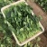 菠菜山东菠菜全国发货基地直供量大从优