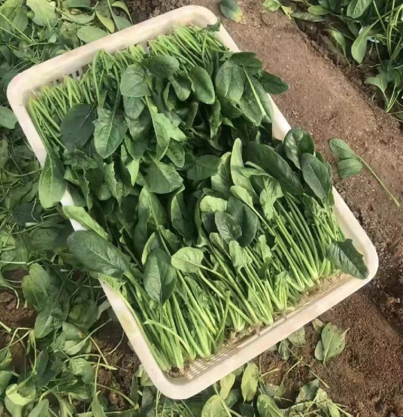 菠菜山东菠菜全国发货基地直供量大从优