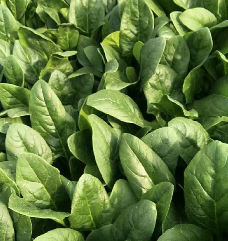 菠菜山东菠菜全国发货基地直供量大从优