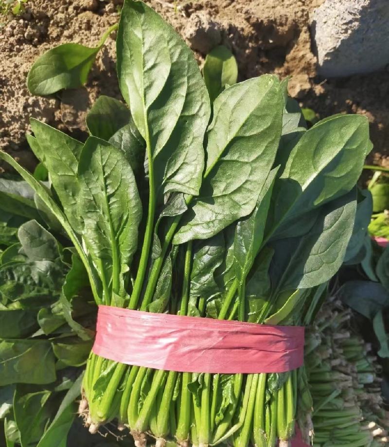 菠菜山东菠菜全国发货基地直供量大从优