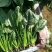菠菜山东菠菜全国发货基地直供量大从优