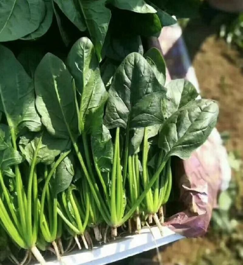 菠菜山东菠菜全国发货基地直供量大从优