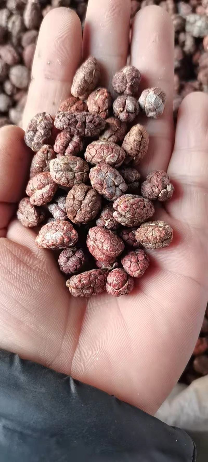 砂仁带壳砂仁农副产品规格齐全各种中药材批发