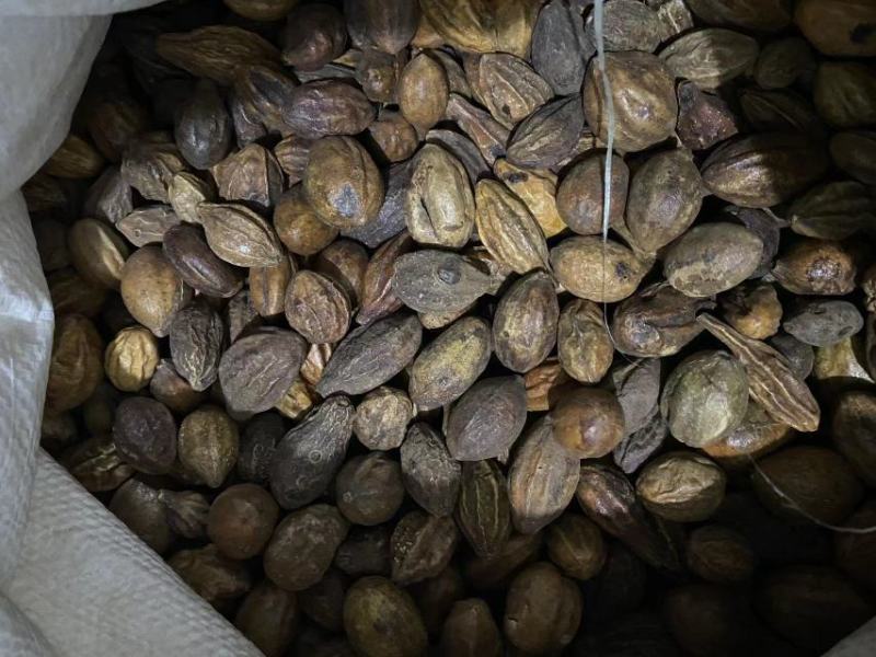 诃子选货诃子肉统货供应大货货干实物图