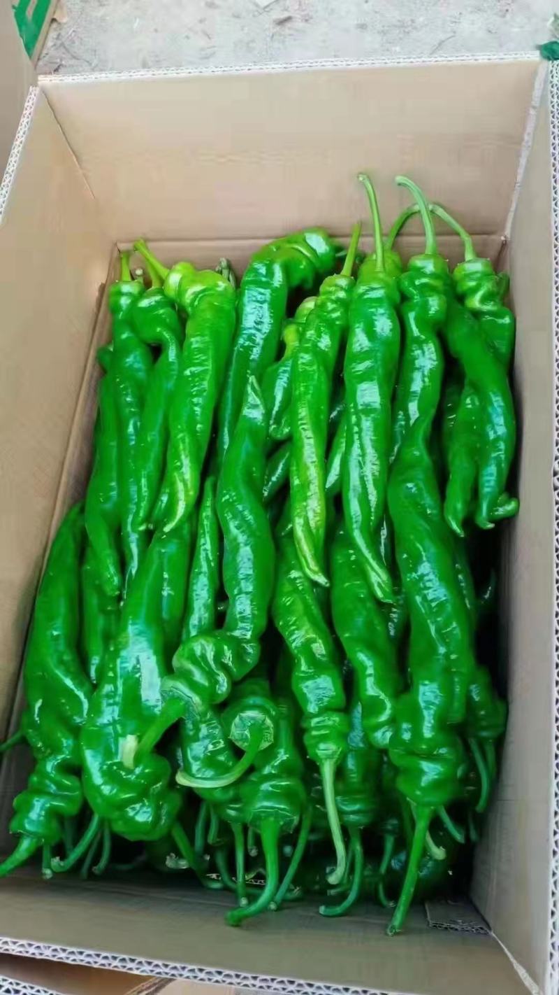 河北永年精品鲜辣椒螺丝椒质量好可供商超产地直发欢迎来电