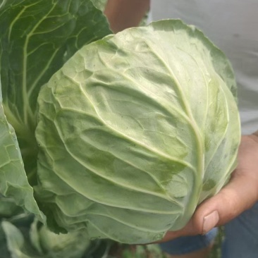 河北邯郸永年甘蓝大量上市质量好货源充足价格美丽