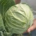 河北邯郸永年甘蓝大量上市质量好货源充足价格美丽