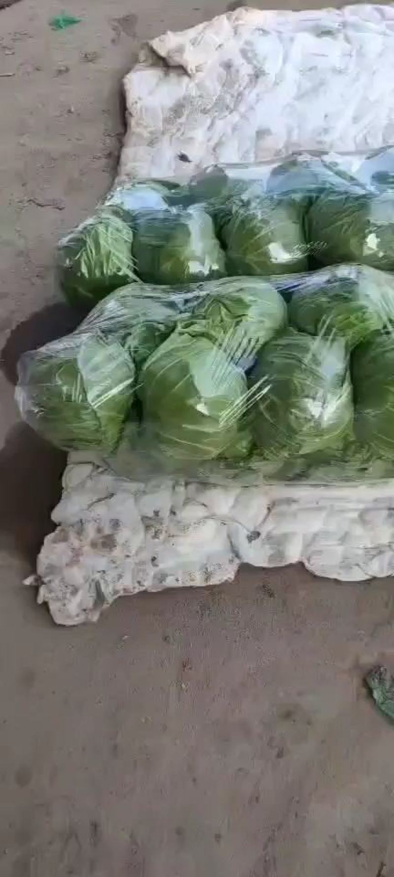 河北邯郸永年甘蓝大量上市质量好货源充足价格美丽
