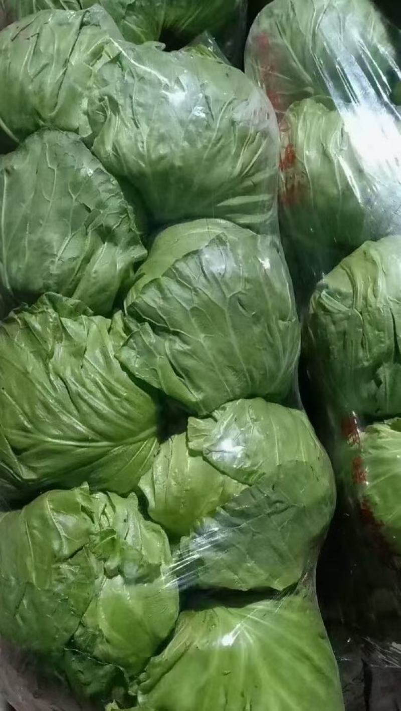 河北邯郸永年甘蓝大量上市质量好货源充足价格美丽