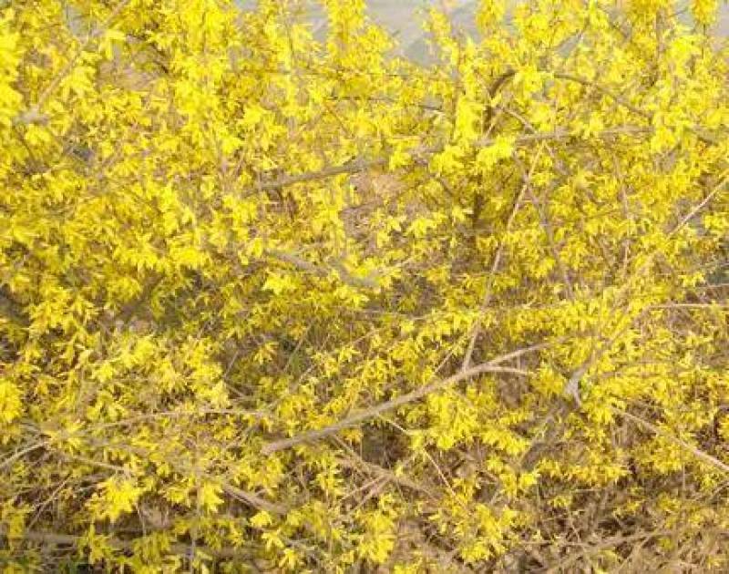 迎春花，寸寸金东北连翘播种苗15公分以上根系好，易成活。