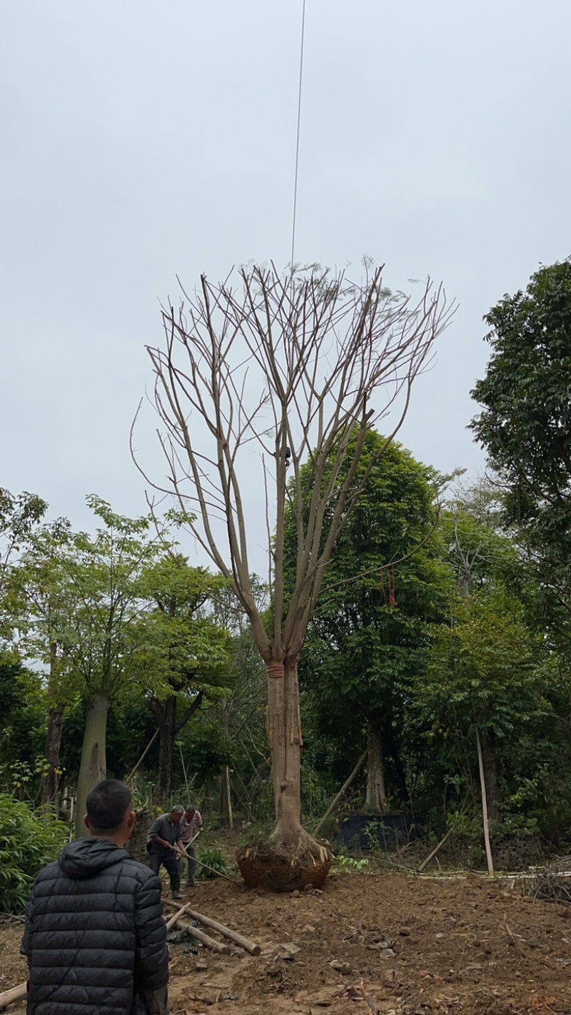 绿化树