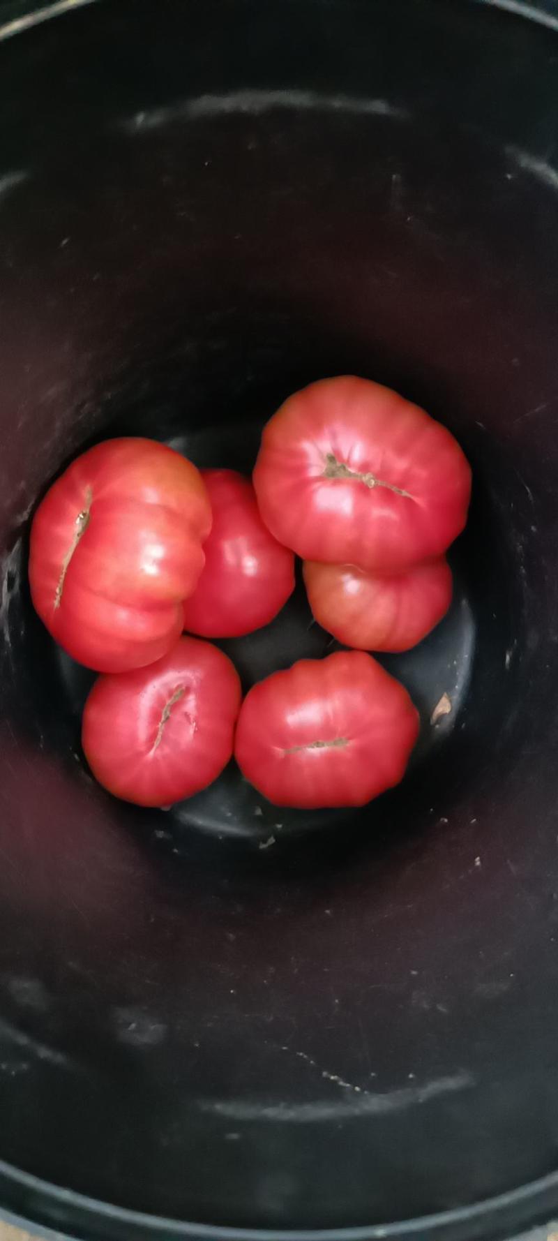 青岛大元斗大元宝上海腰子形西红柿普罗旺斯水果赶集番茄小时