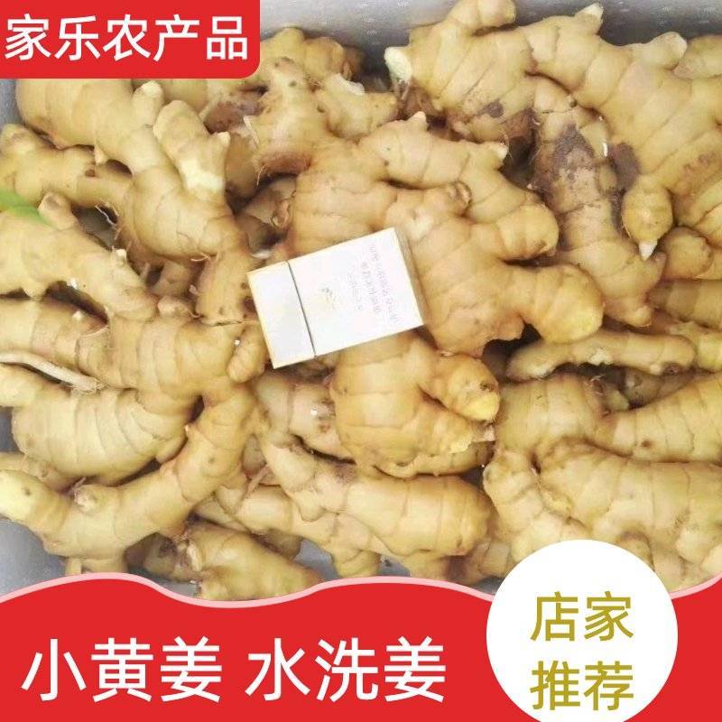 优质大姜。小黄姜，水洗姜，产地直采直销，稳定供应全国