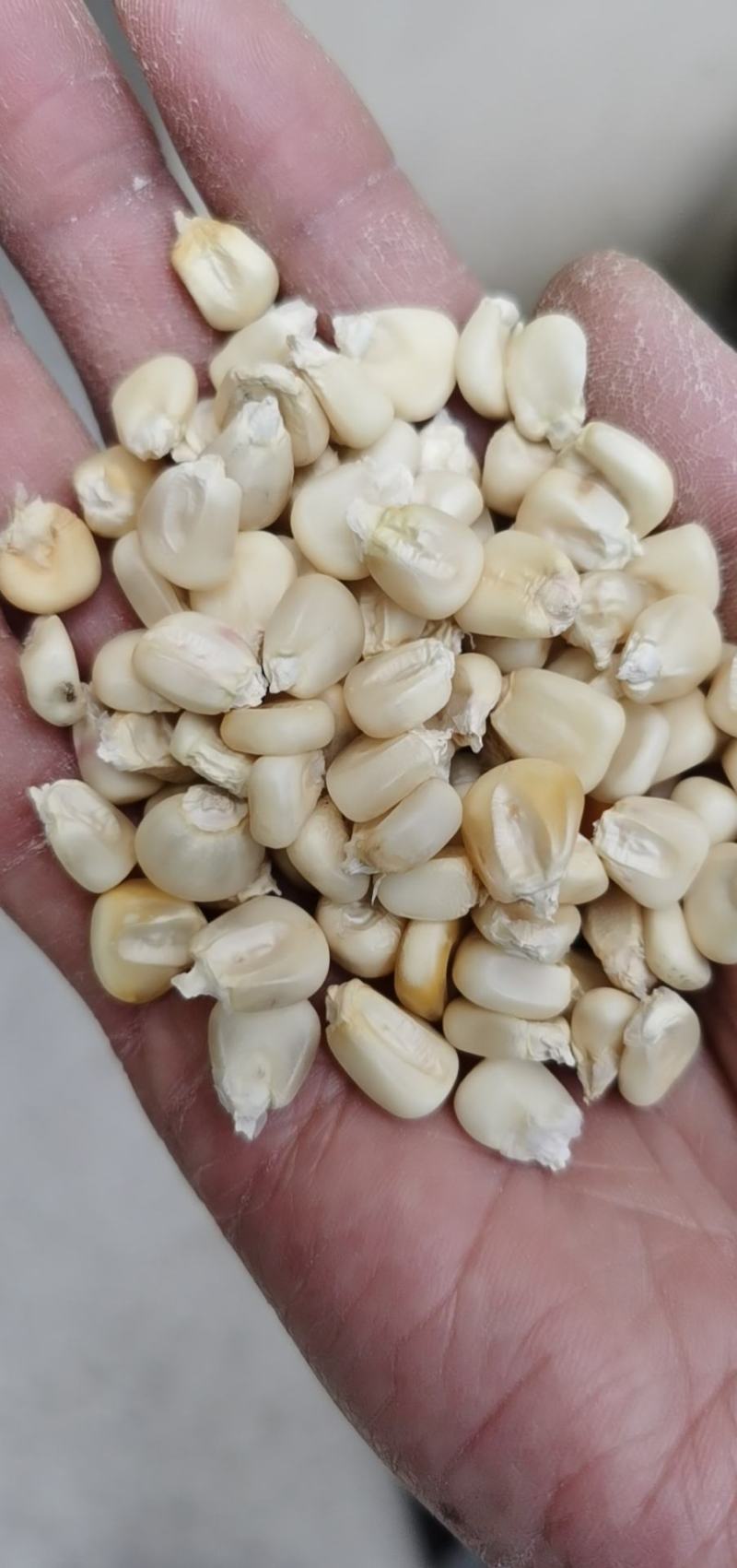 白玉米面，普通白玉米碴，玉米面粉，白玉米碴，糁，渣