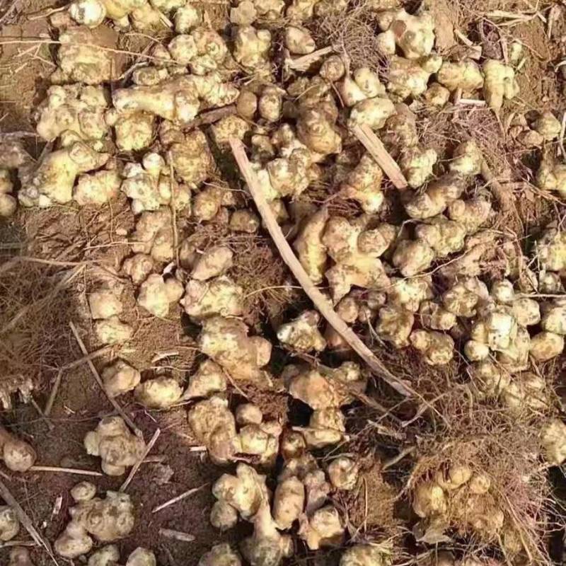 红皮、白皮洋姜大量出售，产地直发，质量有保障