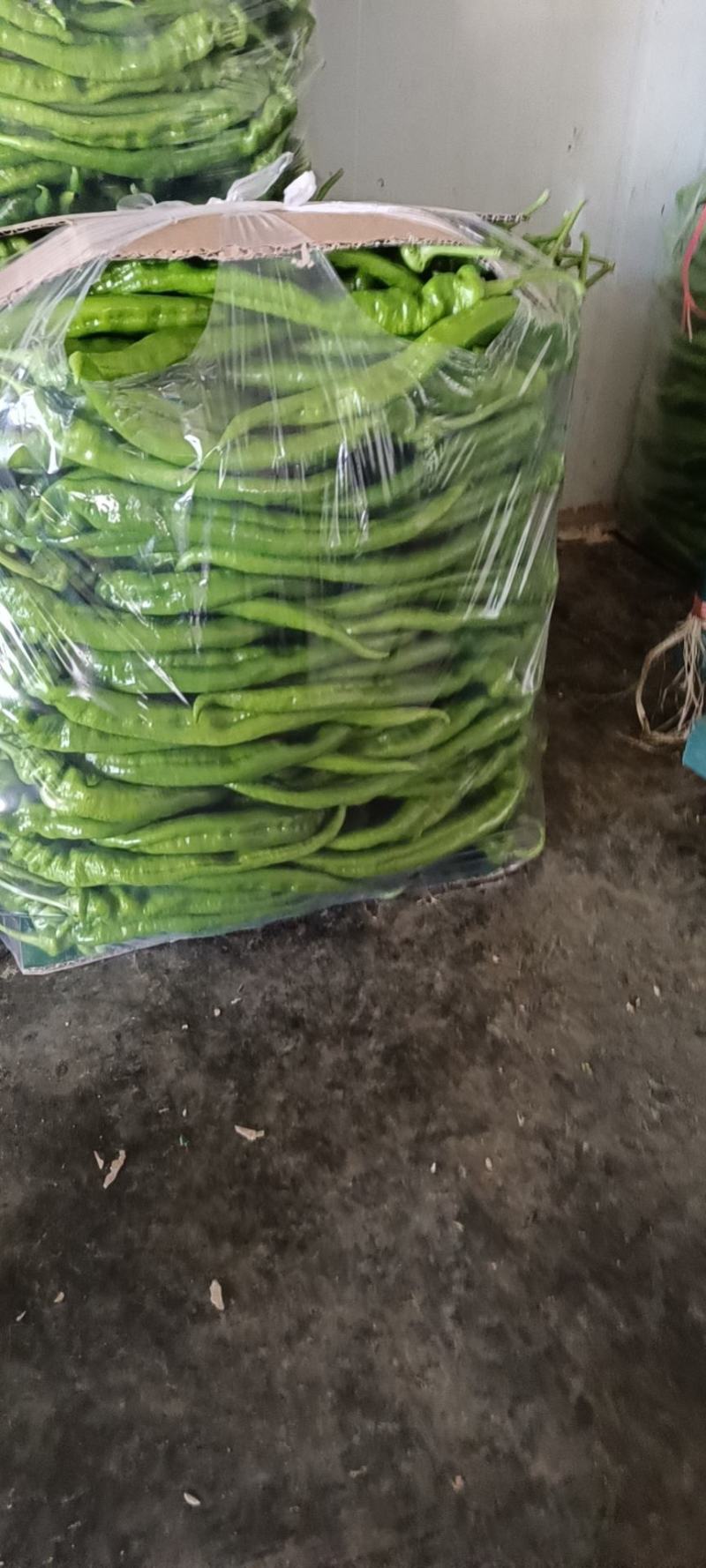精品螺丝椒大量上市中质量好价格合理产地直发欢迎订购