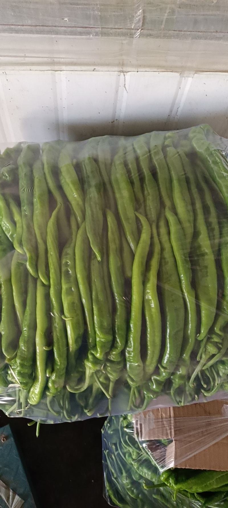 精品螺丝椒大量上市中质量好价格合理产地直发欢迎订购