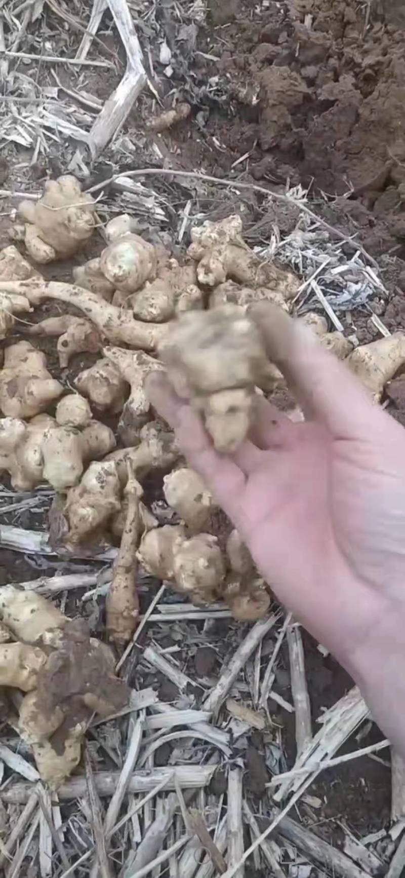 红皮、白皮洋姜大量出售，产地直发，质量有保障
