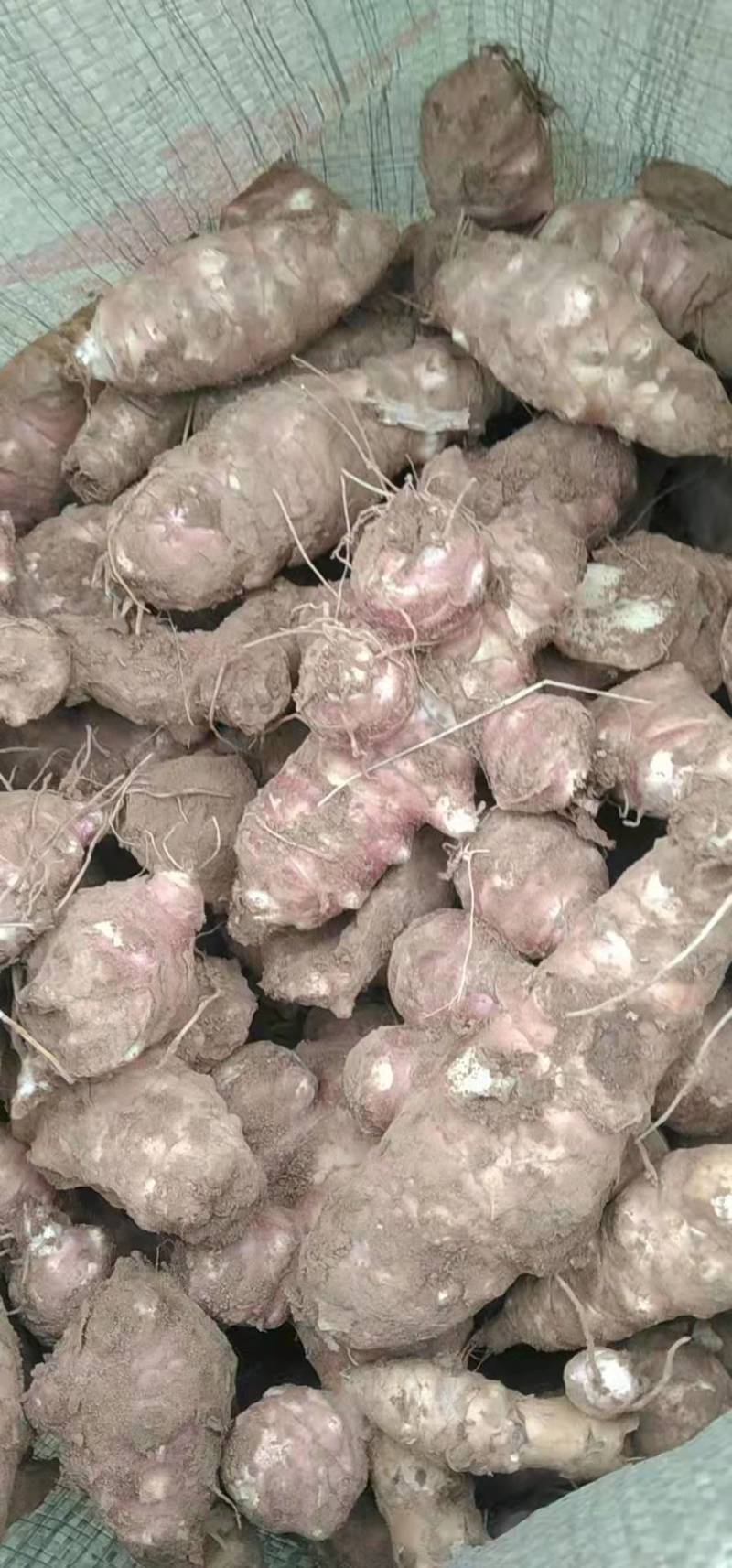 红皮、白皮洋姜大量出售，产地直发，质量有保障