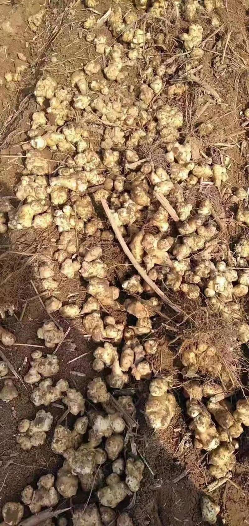红皮、白皮洋姜大量出售，产地直发，质量有保障