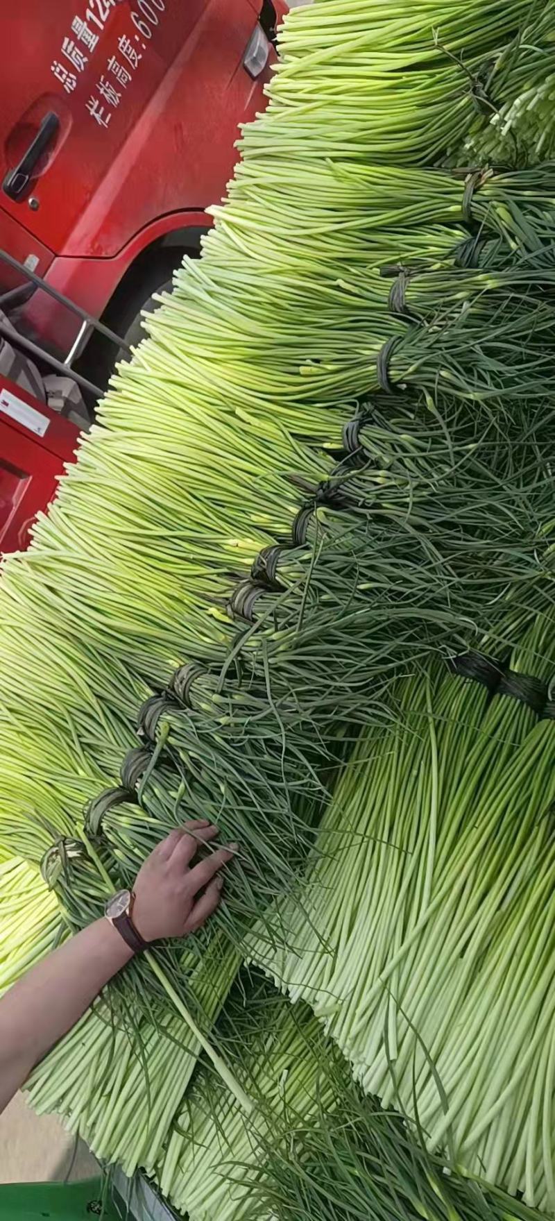 精品蒜苔大量上市中，货源充足，品质保证，欢迎选购