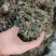 野生小叶青天葵珍珠伞边半伞细叶青天葵水洗