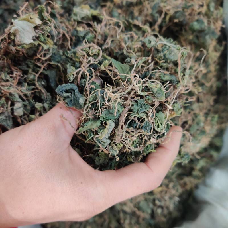 野生小叶青天葵珍珠伞边半伞细叶青天葵水洗
