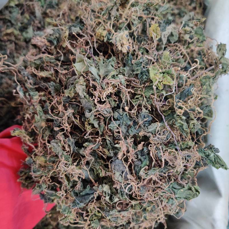 野生小叶青天葵珍珠伞边半伞细叶青天葵水洗