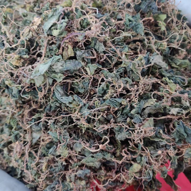 野生小叶青天葵珍珠伞边半伞细叶青天葵水洗