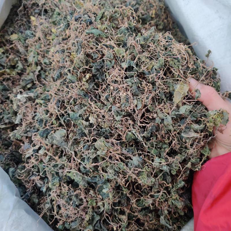 野生小叶青天葵珍珠伞边半伞细叶青天葵水洗