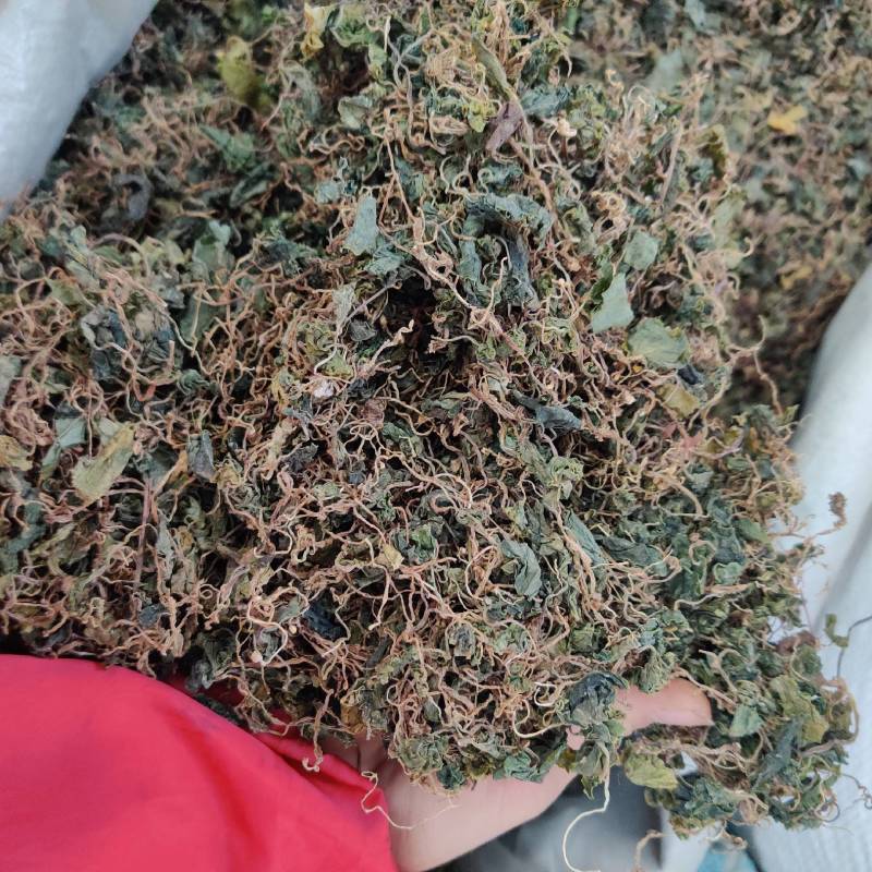 野生小叶青天葵珍珠伞边半伞细叶青天葵水洗