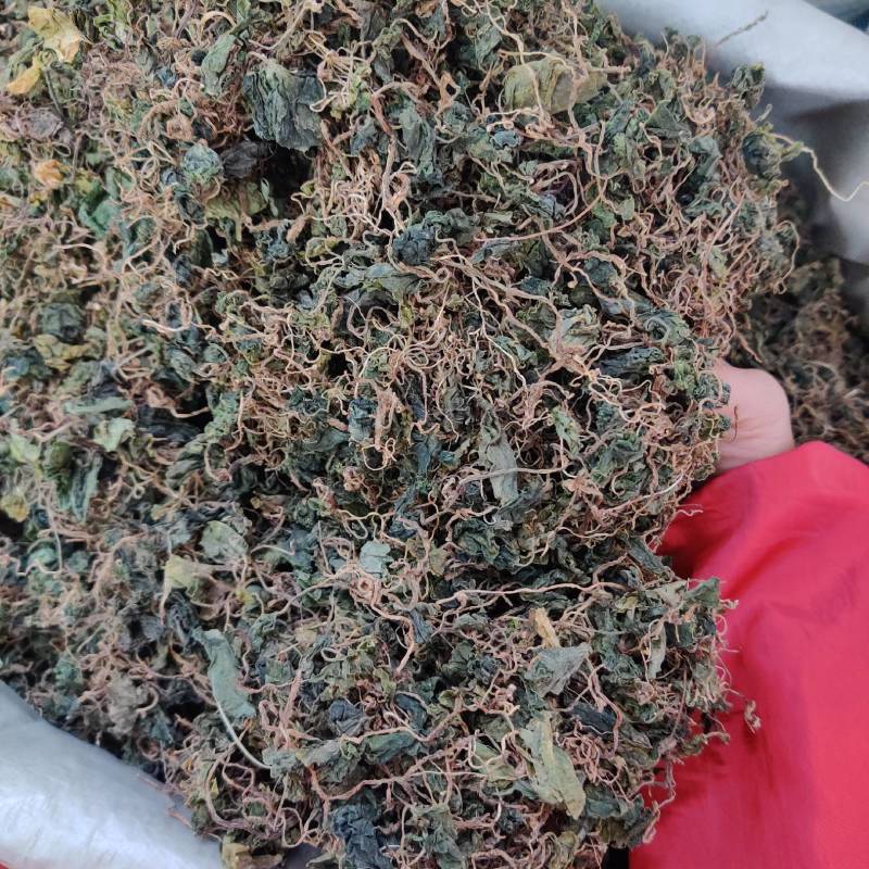 野生小叶青天葵珍珠伞边半伞细叶青天葵水洗