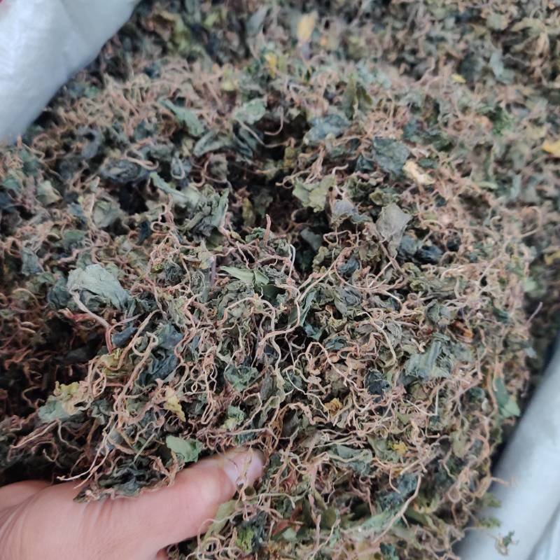 野生小叶青天葵珍珠伞边半伞细叶青天葵水洗