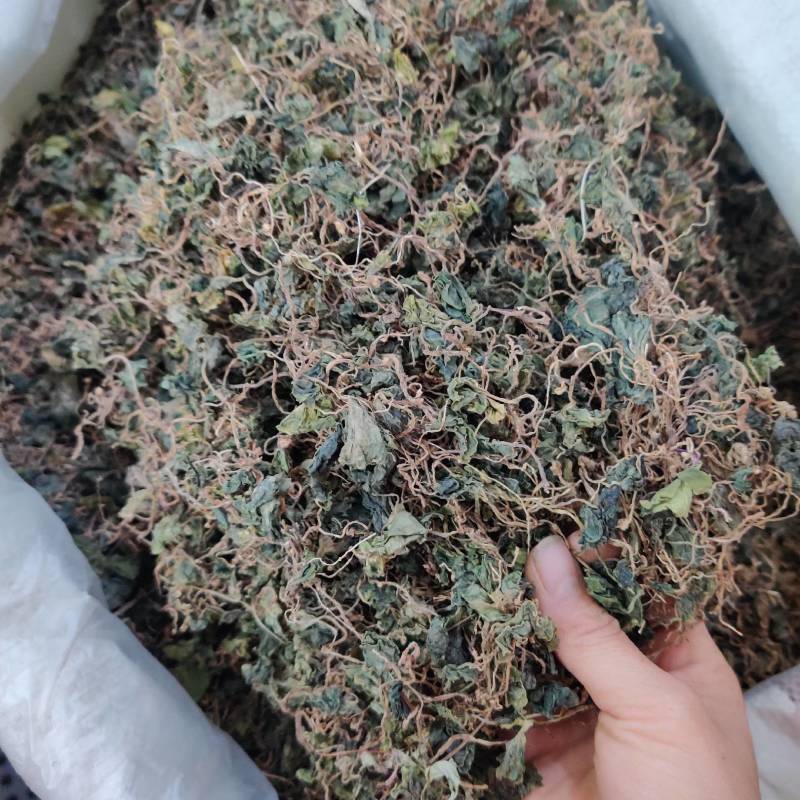 野生小叶青天葵珍珠伞边半伞细叶青天葵水洗