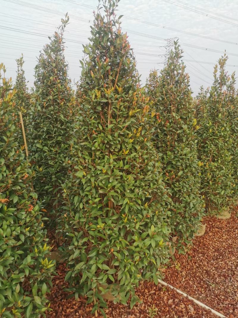 【红车】【富贵红】红枝蒲桃木红车木，广东基地直销
