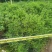 九里香佛山基地直销一手货源…绿化苗木……