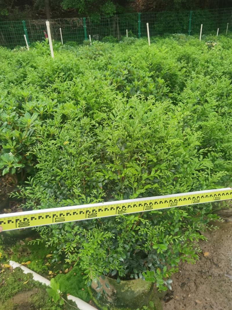 九里香佛山基地直销一手货源…绿化苗木……