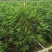 九里香佛山基地直销一手货源…绿化苗木……