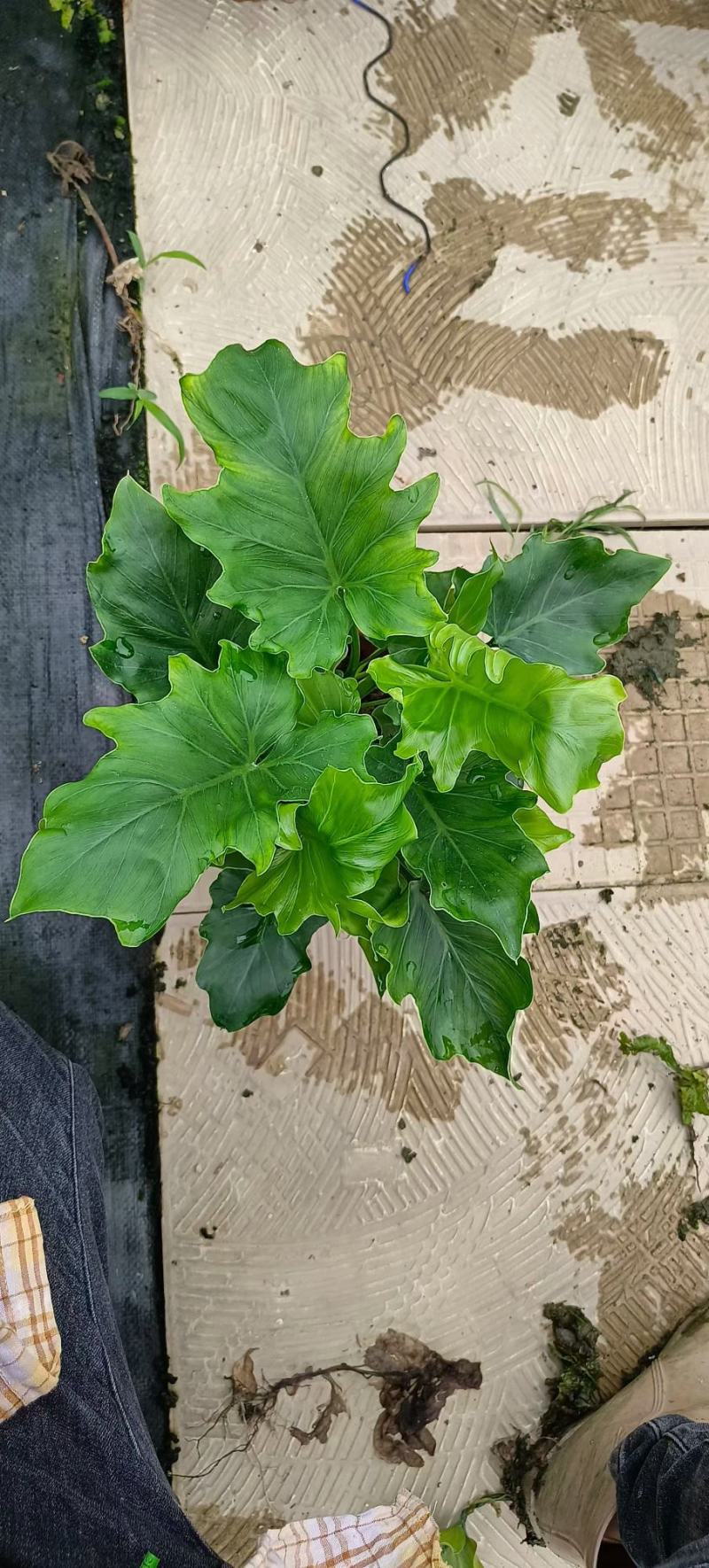 春羽佛山基地直销一手货源，绿植盆栽批发…