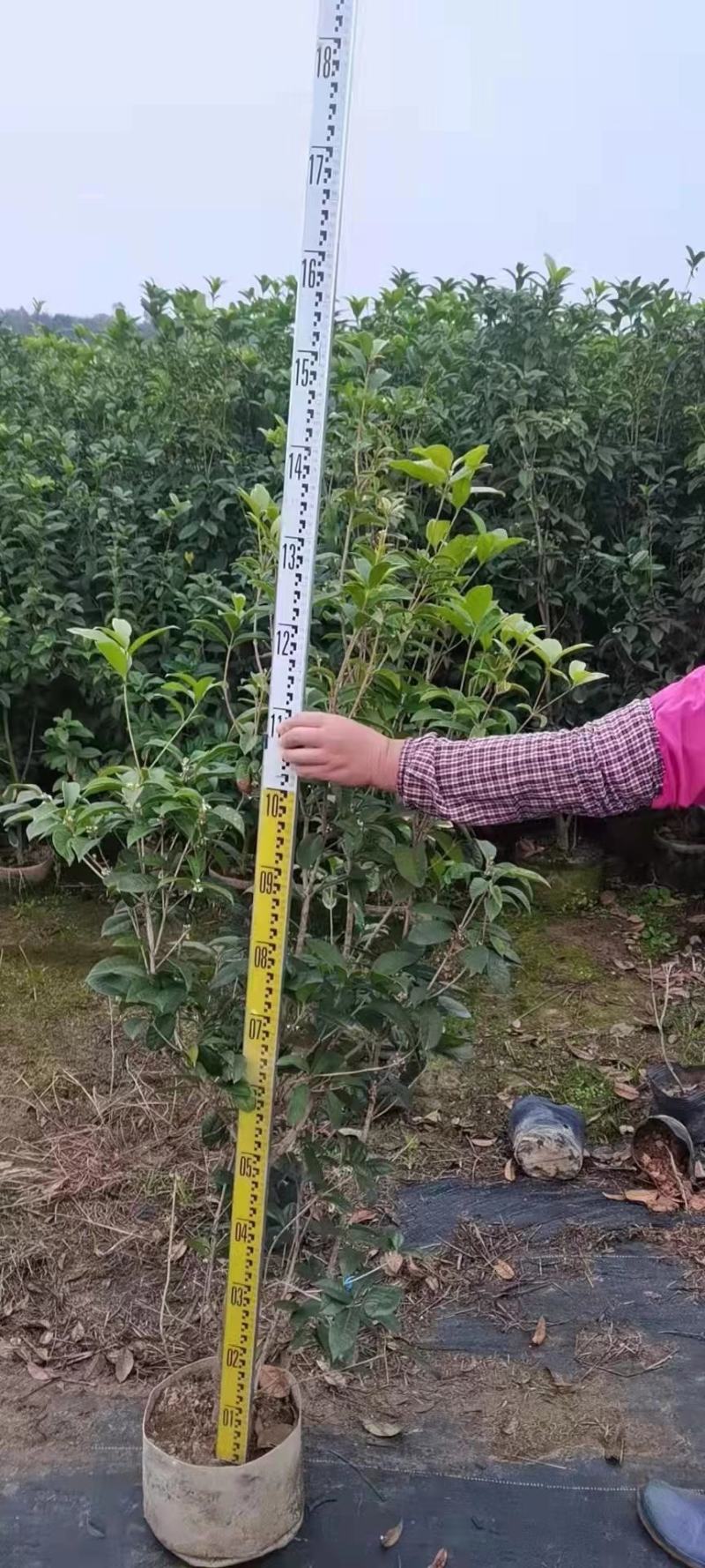 四季桂佛山基地直销一手货源…基地直发盆栽