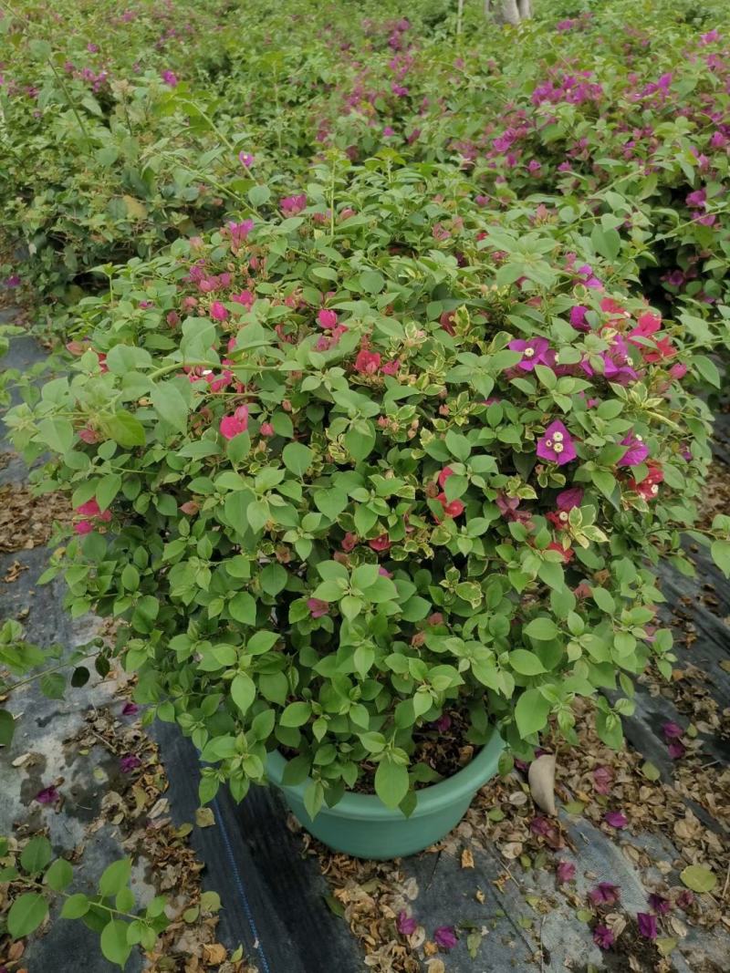 紫花三角梅佛山基地直销一手货源，四季开花