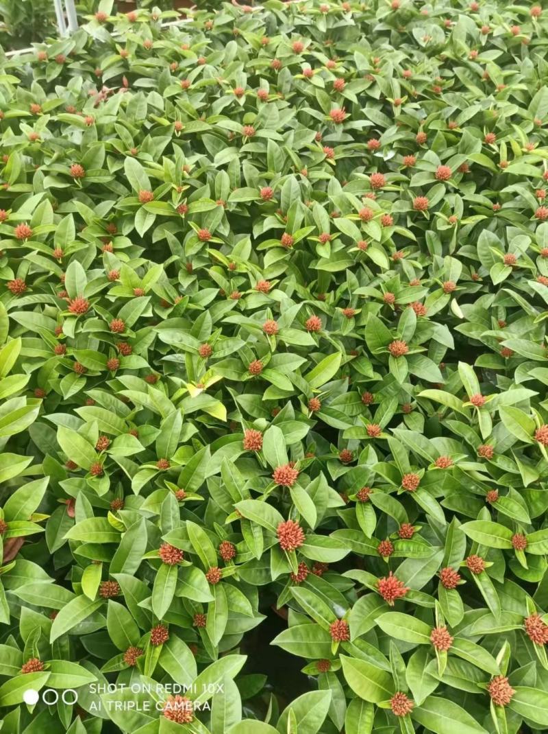 龙船花佛山基地直销一手货源，开花绿植……