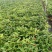 龙船花佛山基地直销一手货源，开花绿植……